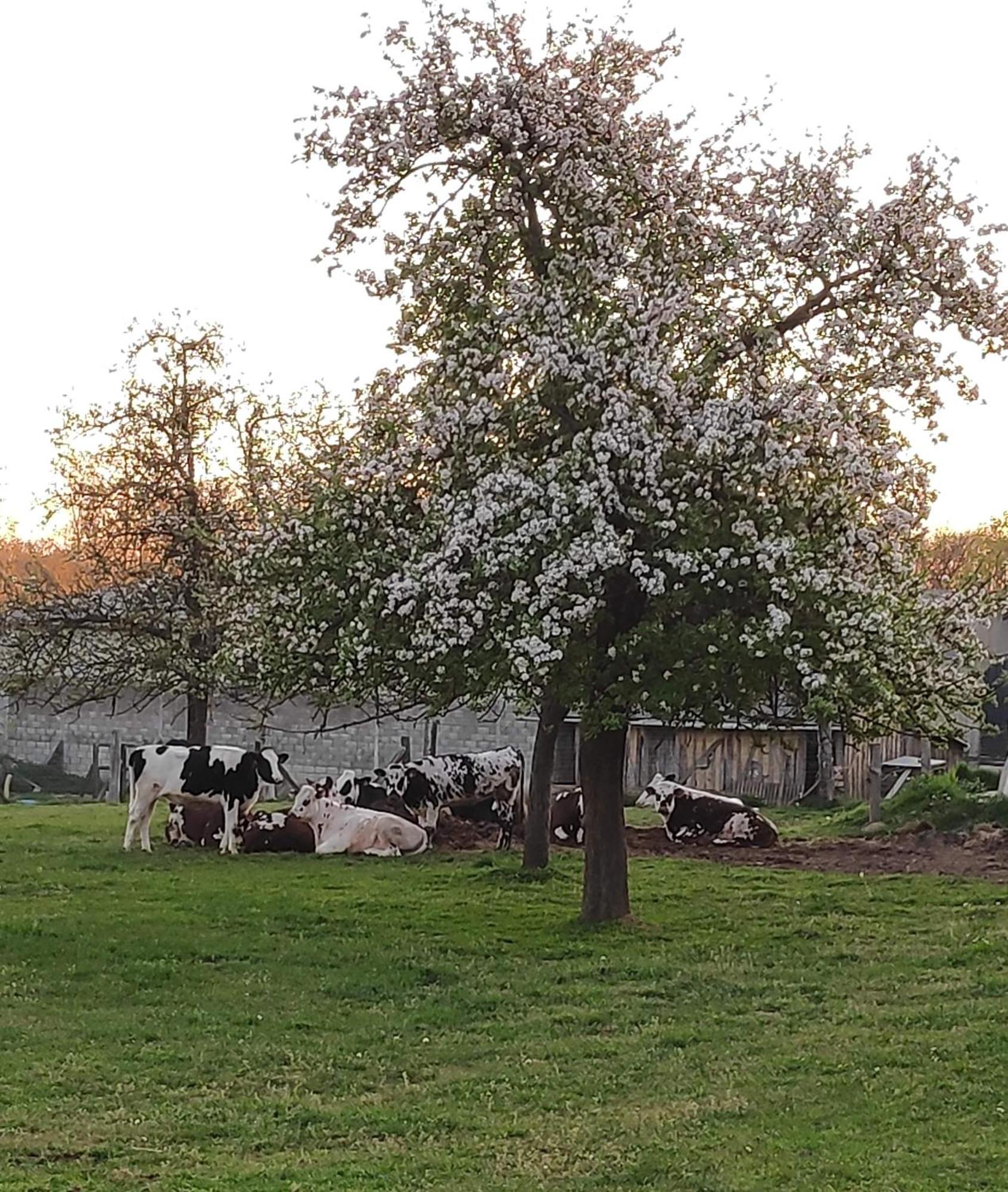 Ferme De La Gortiere Bed & Breakfast Le Teilleul Exterior photo